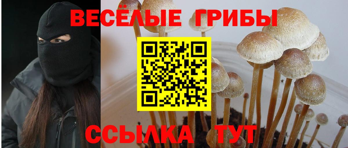 Псилоцибиновые грибы Psilocybine cubensis Ефремов